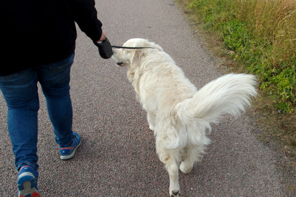 南スウェーデンで犬の散歩と季節の食べ物