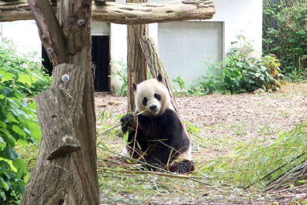 欧州パンダ旅行 ベルギー2日目 パンダ5匹！パイリダイザ動物園へ