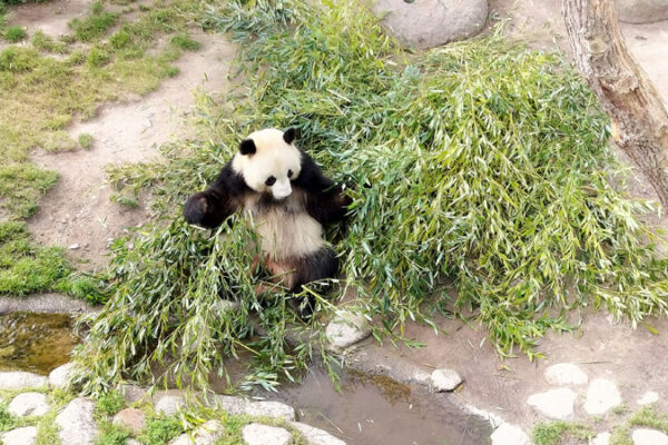 欧州パンダ旅行 デンマーク2日目 前編 動物園と色々選択を間違った日