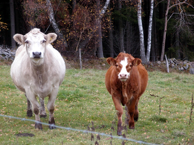 スウェーデンで牛と目が合う